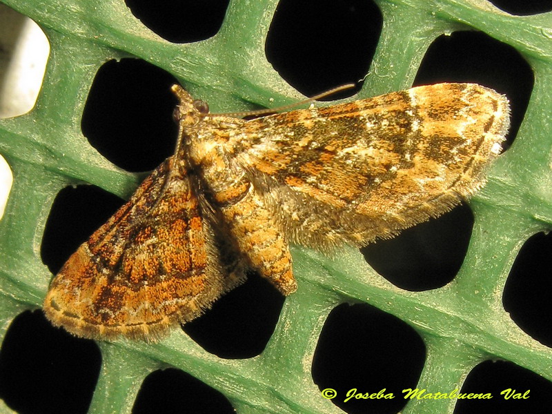 Eupithecia sp. (Geometridae) 2 - Gymnoscelis rufifasciata